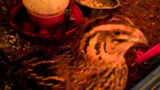 Angry Coturnix Quail Sounds [upl. by Richmond]