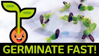 🌱 Fast amp Easy Seed Germination How to Start Seedlings from Paper Towel Method Container vs Baggie [upl. by China]