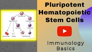 Pluripotent hematopoietic stem cells  Stem Cells  Genesis Academy [upl. by Frazier]