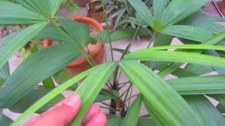 Lady Palm Plant Care  Rhapis Palm Caring Tips [upl. by Audres]