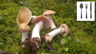 Płachetka zwyczajna Cortinarius caperatus Mazury [upl. by Aliek800]