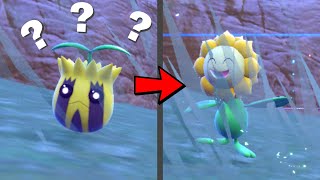 How to Find a Sunkern and Evolve it into a Sunflora in Pokemon Scarlet amp Violet [upl. by Eninaej]