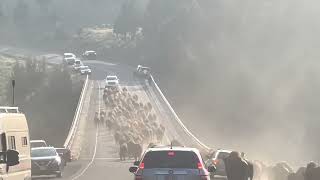 Bison Stampede on Yellowstone Bridge w extra Bison footage [upl. by Rickie731]