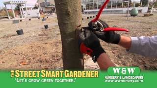 Healing a Tree Wound  The Street Smart Gardener [upl. by Trisa]