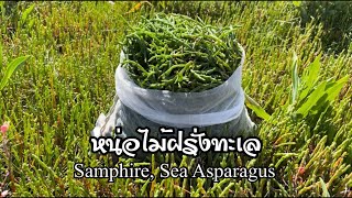 เจอเป็นดง หน่อไม้ฝรั่งทะเล อ่อนๆสวยๆ Sea Asparagus Samphire อังกฤษ [upl. by Ayotan]