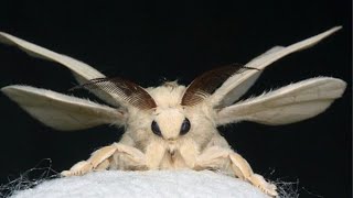 The Real Story Behind Facts about poodle moth [upl. by Kailey]