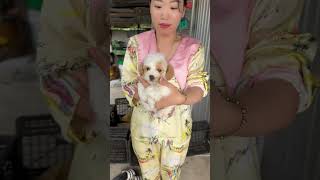 Slae Chó Poodle Trắng Kem Giá Rẻ dog pet shopthucunggiare chópoodle chopoodle chó thucung [upl. by Gnek139]