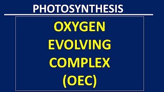 Oxygen Evolving Complex [upl. by Aciras]