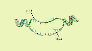 Trascrizione del DNA  Pillole di Scienza [upl. by Assila205]