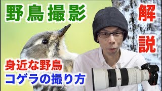 【野鳥撮影テクニック】身近な野鳥「コゲラ」の撮り方【作例解説】 [upl. by Mani]