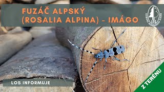 Fuzáč alpský Rosalia alpina  imágo [upl. by Airottiv]