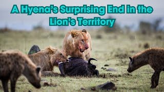 A Hyena’s Surprising End in the Lion’s Territory [upl. by Barfuss]