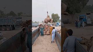 Camel loading on truck ytshorts camel shorts camelloading camelfarm camellove viral pet [upl. by Shell871]