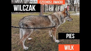 WILCZAK CZECHOSŁOWACKI krzyżówka psa z wilkiem [upl. by Halona]