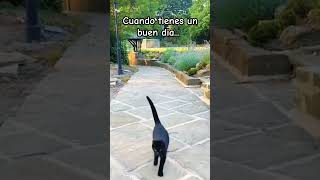 Que tengas un dia tan feliz como el gato que va por la ventana😹😹😹🐈 Cat Gatos Love God Latam 😼🐈 [upl. by Noby]