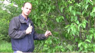 How to Prune Lilac Bushes  Gurneys Video [upl. by Emmet]