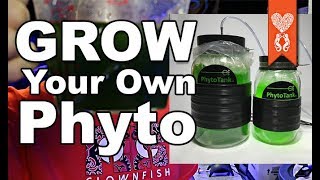 Grow your own phytoplankton using the Poseidon phyto tank and culture for Coralust Wisdom Wednesday [upl. by Ynetsed]