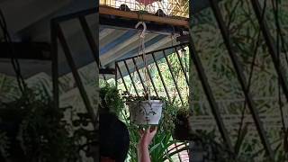 hanging planter carejade plant care in summer [upl. by Pucida228]