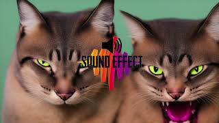 ANGRY CAT MEOWS SOUND EFFECT  1 HOUR [upl. by Cybill]