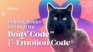 How I used the Body Code™ and Emotion Code® to help my Cat Overcome PostFight Anxiety [upl. by Terence36]