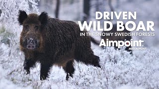 Driven wild boar hunting in the snow 🇸🇪 [upl. by Haldes]