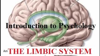 Introduction to Psychology  The Limbic System [upl. by Eleonora]