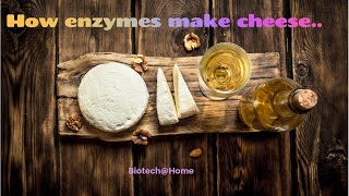 How do enzymes make cheese [upl. by Emmy]