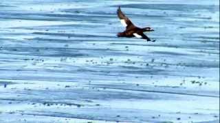 Whitewinged Scoter and other ducks in flight over ice [upl. by Meirrak]