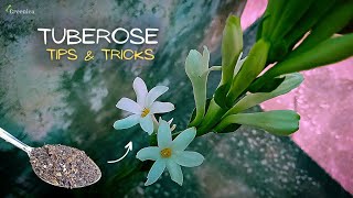 A Comprehensive Guide On Tuberose Plant Care Get More Flowers [upl. by Unam561]