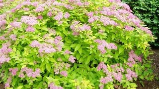 Renewal Pruned Spirea Flourishing [upl. by Hanoj765]