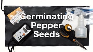 Germinating Hot Pepper Seeds in Paper Towel [upl. by Niala]