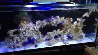 Reef Tank Update  Refugium Gone Wild [upl. by Emrich]