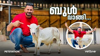 Punganur bull കുള്ളൻ കാളയെ വാങ്ങി വീടിനകത്ത്‌ വളർത്താവുന്ന ബ്രീഡ്‌ 😎 🐂 [upl. by Digdirb]