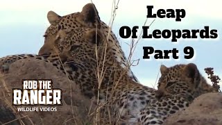 Leap Of Leopards Mother And Cubs 9 Disturbed By A Hyena [upl. by Aniz]