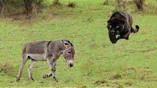 ¡Los Animales Se Metieron Con El Burro Equivocado [upl. by Boswall475]