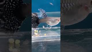 Guppy give birth guppy guppyfish birth babyfish ikanguppy fypシ゚viral fyp farm [upl. by Maynard]