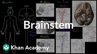 Brainstem  Organ Systems  MCAT  Khan Academy [upl. by Mackintosh648]