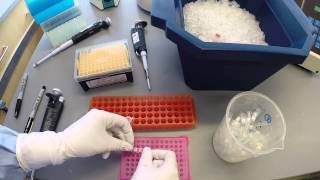 PCR Protocol  Part 2 [upl. by Ahsyia]