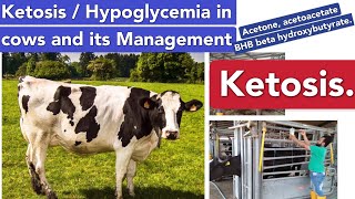 Ketosis in cows  Negative Energy BalanceNEB in cows  acetonemiahypoglycaemia in cows [upl. by Killion]