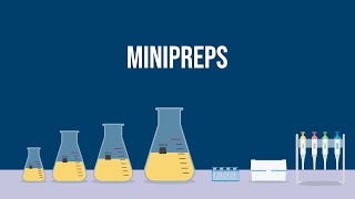 Extracting Plasmid DNA How To Do a Miniprep [upl. by Merilyn]