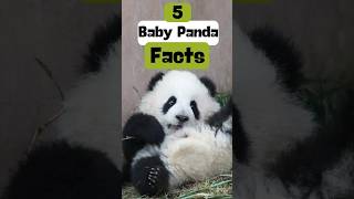 Happy Panda Compilation  Funny and Cute Panda Videos 🐼😂 [upl. by Ydarb]