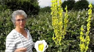 How to Make Mullein Cough Syrup [upl. by Ahsyla]