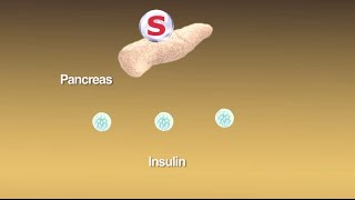 Sulfonylureas What Are They and How Do They Work [upl. by Lacy]