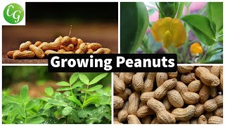 How to grow Peanuts in your home garden [upl. by Tirrag]