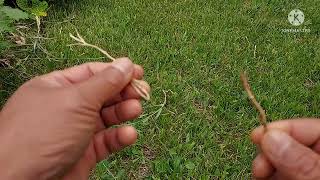 Bindweed  how to control and how to eat them [upl. by Shirah]