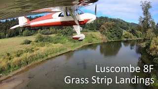 Luscombe 8F Grass Landings  Duvall WA [upl. by Garris]