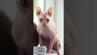 quotTop Hairless Cat Breeds Discover These Unique Feline Friendsquot [upl. by Anerres]