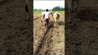 Keep Your Eyes on Tail of Right Cow Ploughing shorts [upl. by Ithnan]