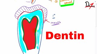 What is Dentin Types of dentin [upl. by Heck]