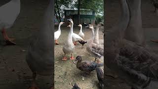 Cute duckduck animalkingdom farming youtubeshorts shorts [upl. by Aicilihp]